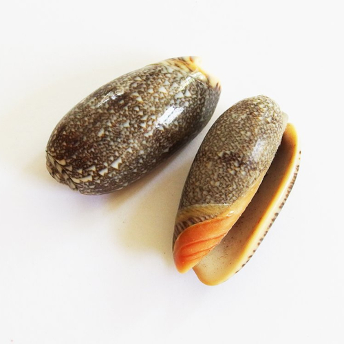 Grosses perles coquillages cauris percés top qualité 4cm x2