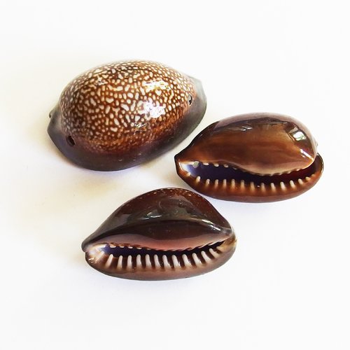 Grosses perles coquillages cauris percés top qualité 3,5cm x3