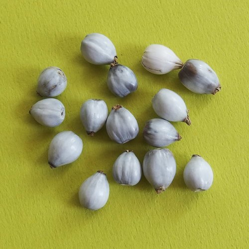 Graines larmes de job blanche percés lot de 20