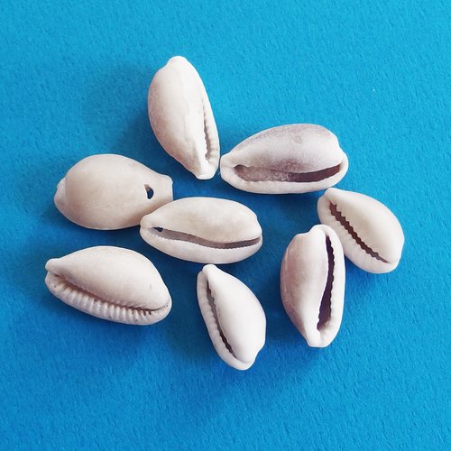 Perles coquillages cauris blanc percés 2cm lot de 8
