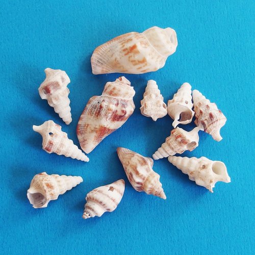 Perles coquillages spirales percés lot de 12