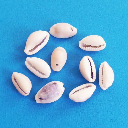 Perles coquillages cauris blanc percés 1,8cm lot de 10