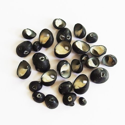 Perles coquillages bigorneaux noir blanc percés lot de 30