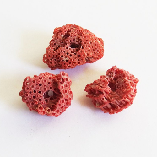 Perles corail rouge naturel coquillage rare tubipora musica percés x3