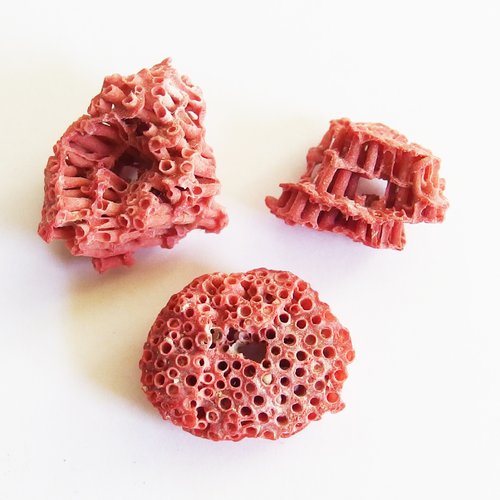 Perles corail rouge naturel coquillage rare tubipora musica percés x3