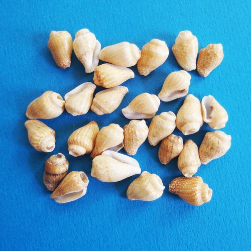 Perles coquillages spirales percés 1,2cm lot de 30