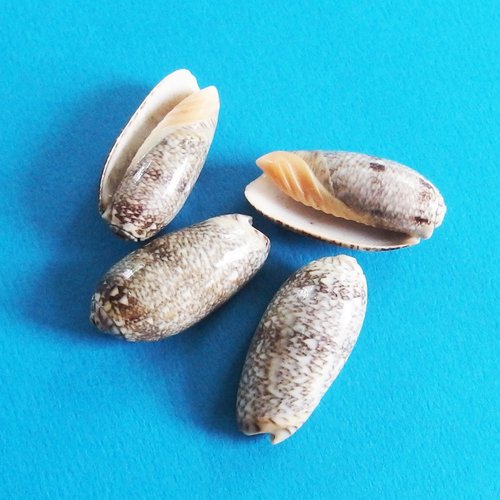 Quatre grosses perles coquillages cauris percés top qualité 3cm