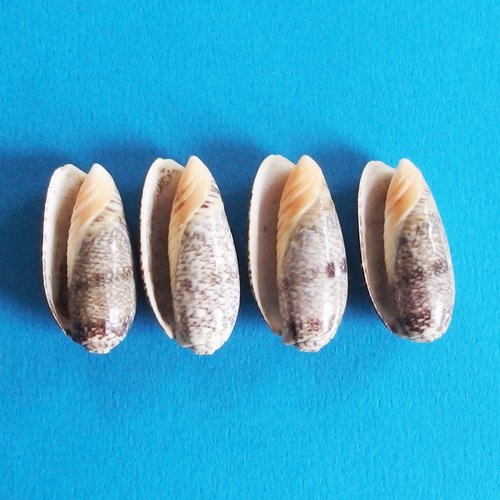 Grosses perles coquillages cauris percés top qualité 3cm x4