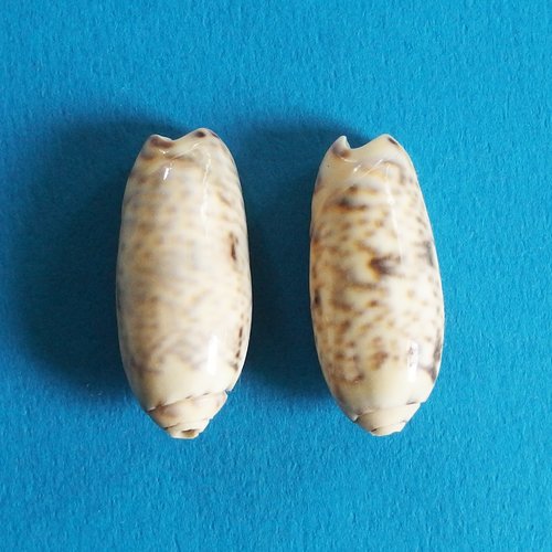 Grosses perles coquillages cauris percés top qualité 3cm x2