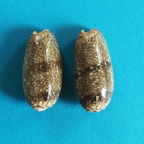 Grosses perles coquillages cauris percés top qualité 3,6cm x2