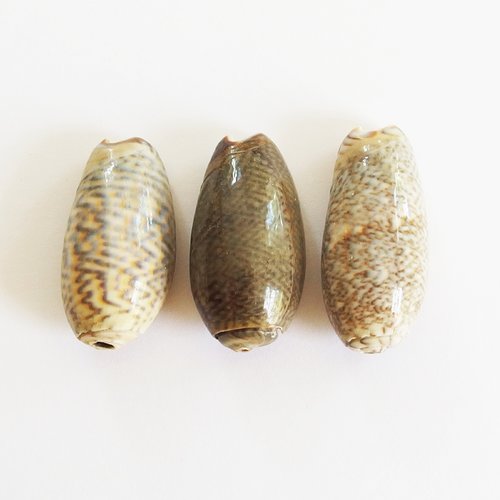 Trois grosses perles coquillages cauris percés top qualité 3cm