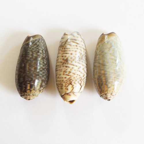Trois grosses perles coquillages cauris percés top qualité 3cm