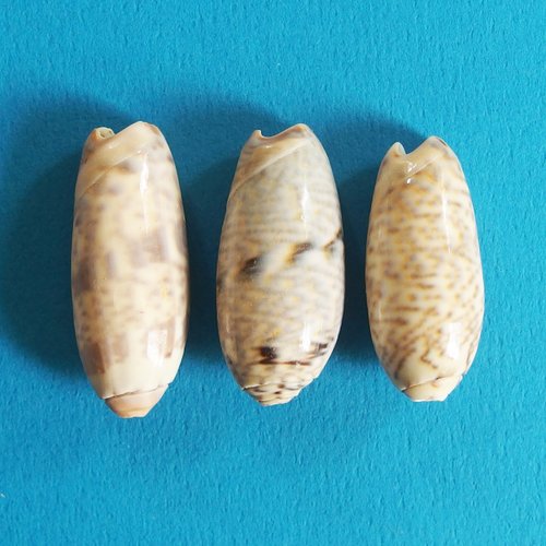 Trois grosses perles coquillages cauris percés top qualité 3,5cm