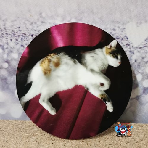 Magnet rond - chat