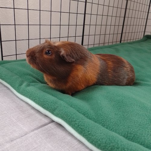 Tapis polaire cage cochon d'inde, lapin | sur-mesure & réversible - couleurs au choix | fleece liner lavable, fait main en france