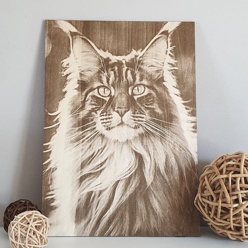 Portrait d'un maine coon au soleil