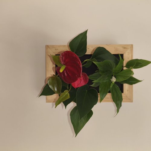 Tableau végétal plantes vivantes