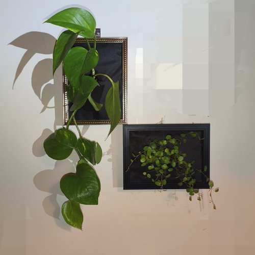 Cadre végétal avec plantes vivantes