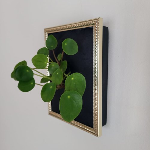 Cadre végétal 1 plante