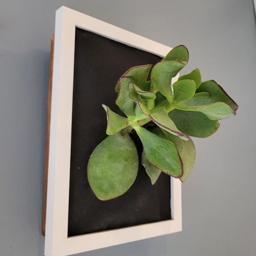 Cadre végétal 1 plante