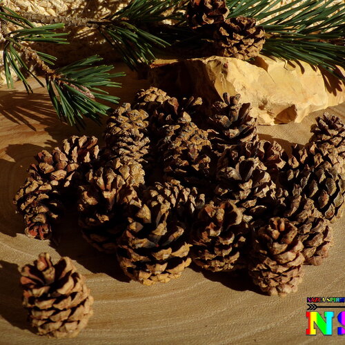 15 mini pommes de pin naturelles non traitées de 2 cm à 2.5 cm -pommes de pin pour loisirs créatifs décoration noël mariages