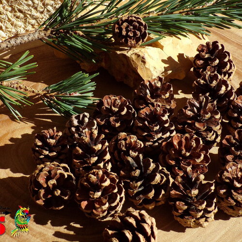 15 petites pommes de pin naturelles non traitées de 2.5 cm à 4 cm -pommes de pin pour loisirs créatifs décoration noël mariages