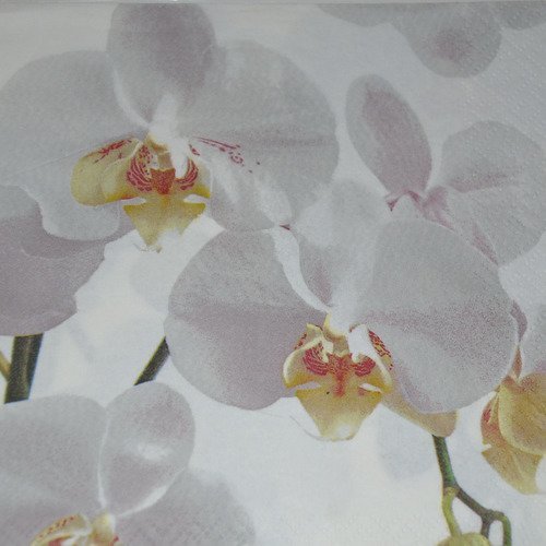 Serviette en papier protégée orchidées - blanc, vert
