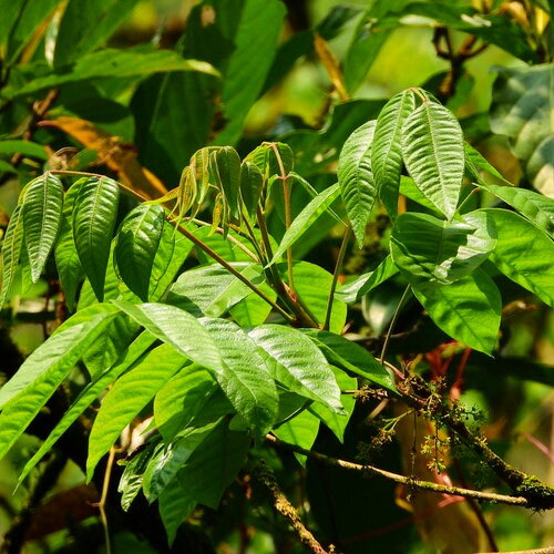 5 graines de rhus sylvestris