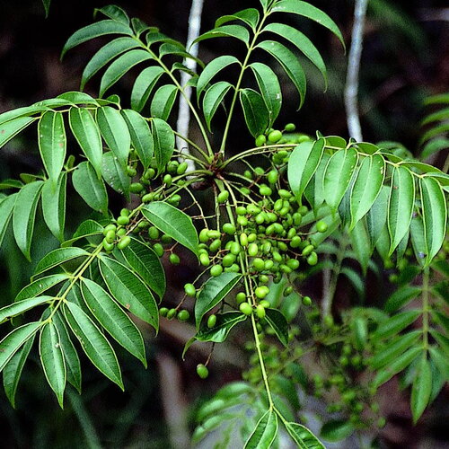5 graines de rhus punjabensis var. sinica