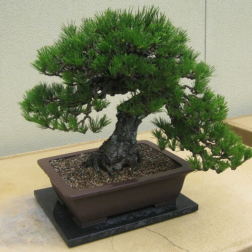 20 graines pin noir du japon, pinus thunbergii, pin noir, pinus thunbergiana, idéal bonsaï