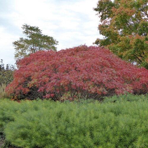 5 graines de rhus copallina, rhus copallinum, sumac ailé, sumac brillant, sumac nain, sumac flamboyant