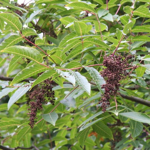 7 graines de sumac de potanin, rhus potaninii