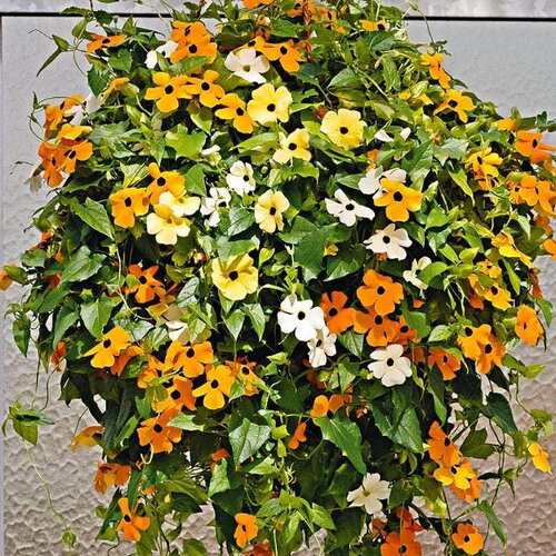 3 graines thunbergia alata, suzanne aux yeux noirs