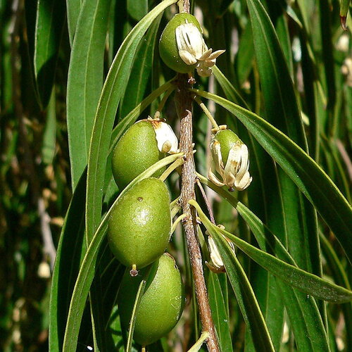 5 graines de pittosporum pleureur, pittosporum de saule, pittosporum phillyreoides