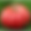 25 graines de tomate monstre, solanum lycopersicum