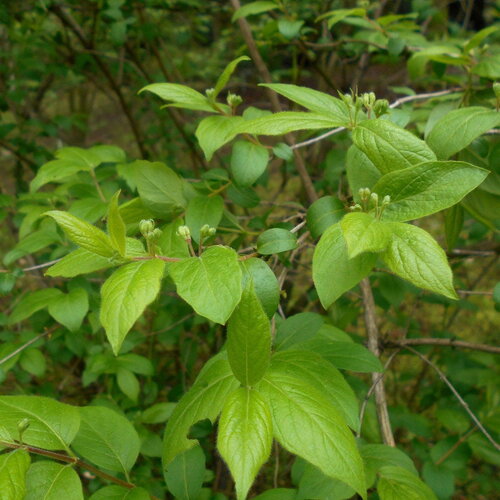 7 graines de chèvrefeuille de mandchourie, lonicera ruprechtiana
