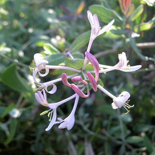 5 graines de chèvrefeuille des baléares, lonicera implexa