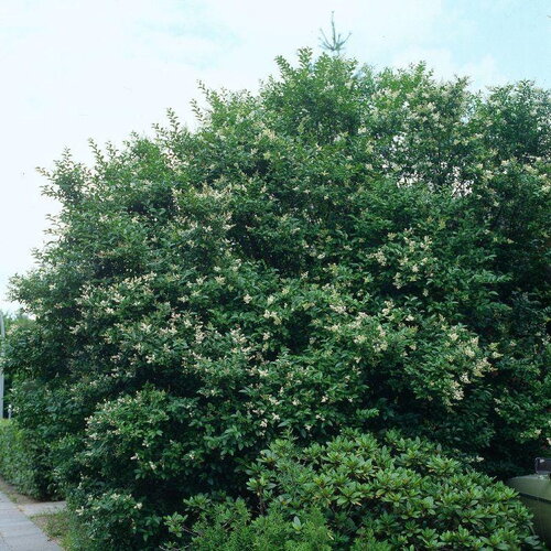 7 graines de troène commun, troène d'europe, ligustrum vulgare