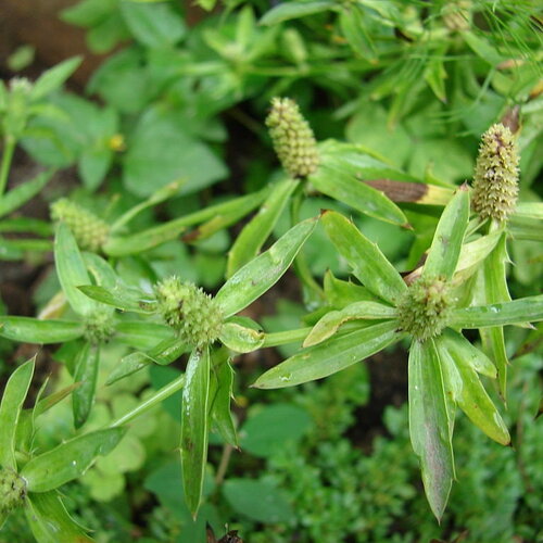 25 graines eryngium foetidum, coriandre longue, coriandre chinoise, panicaut fétide