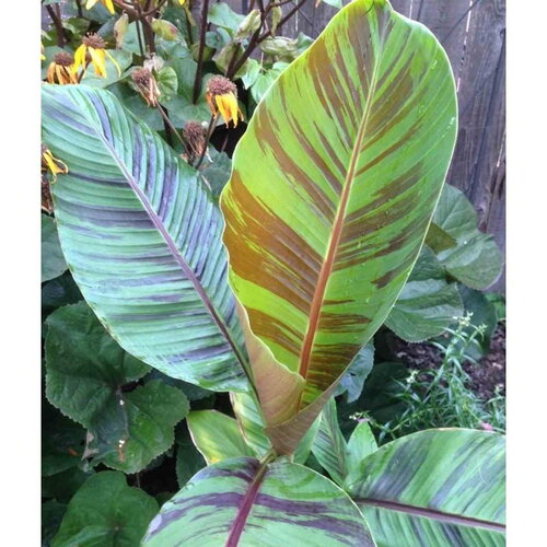 3 graines musa sikkimensis &quot;red tiger&quot;, bananier du sikkim