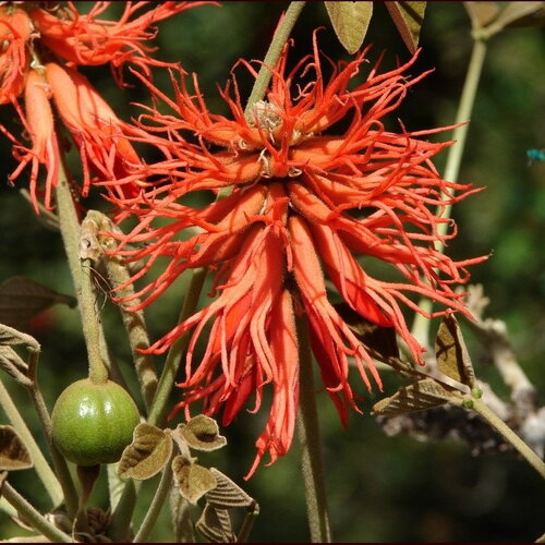 3 graines erythrina abyssinica, arbre de corail d'abyssinie