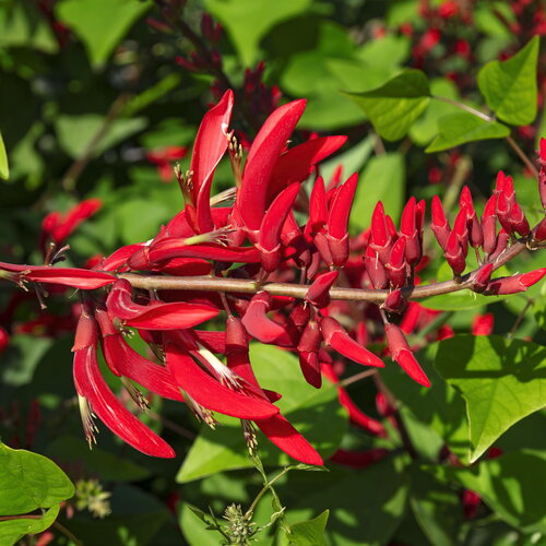 3 graines erythrina corallodendron