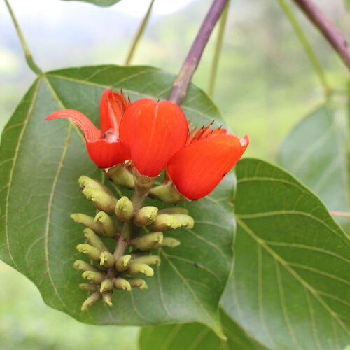 3 graines erythrina subumbrans