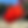 3 graines erythrina lysistemon