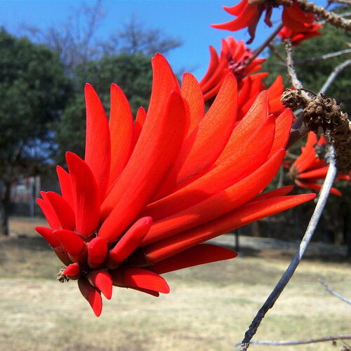 3 graines erythrina lysistemon