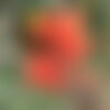3 graines erythrina variegata
