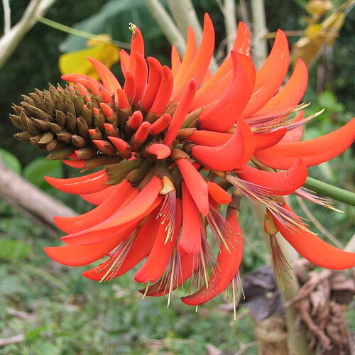 3 graines erythrina variegata