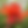 3 graines erythrina arborescens