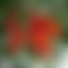 3 graines erythrina fusca