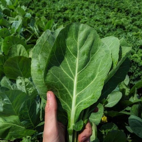 50 graines de chou cavalier, caulet, chou en arbre, chou fourrager, chou vert, chou collard